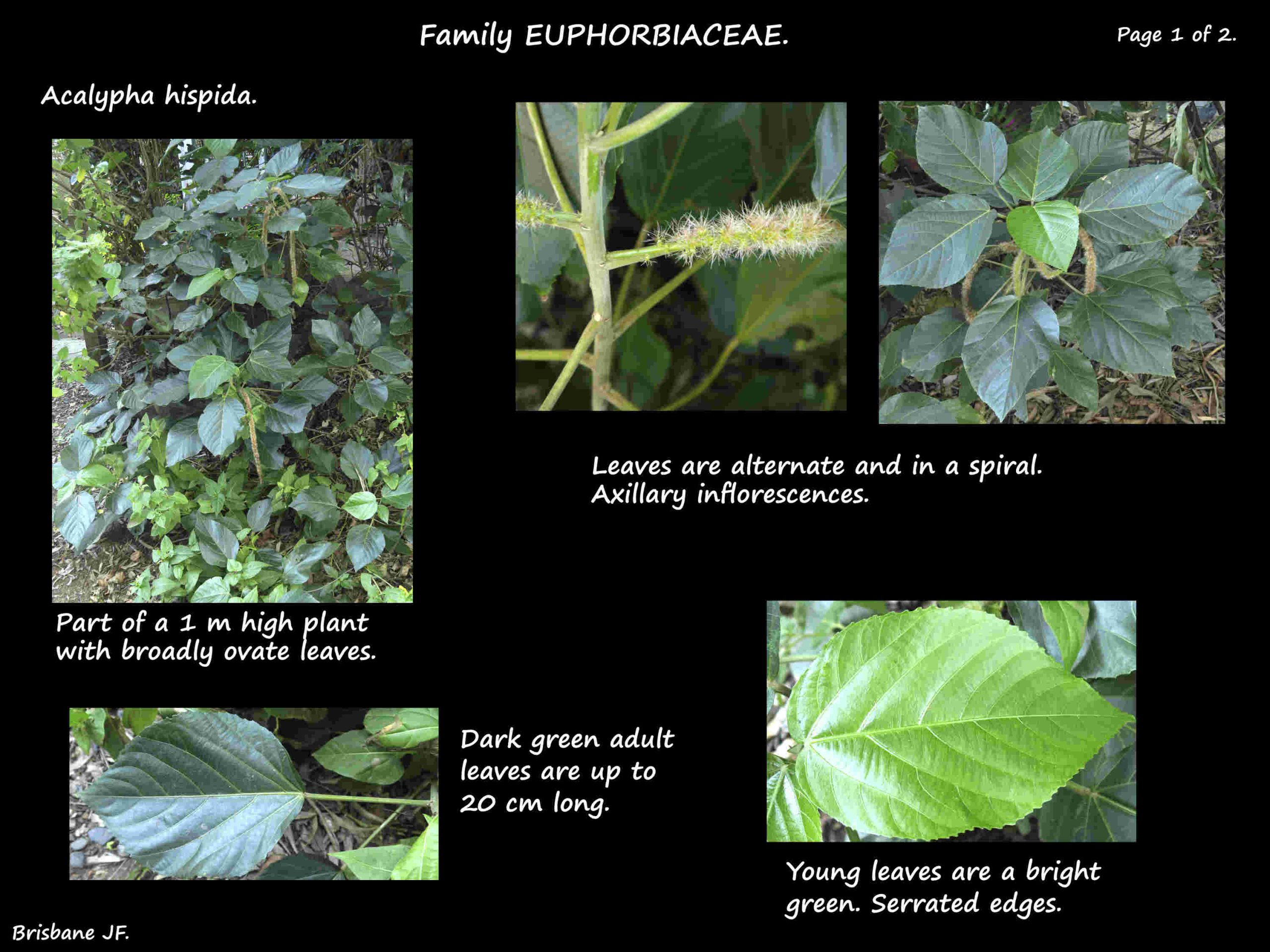 1 Acalypha hispida leaves